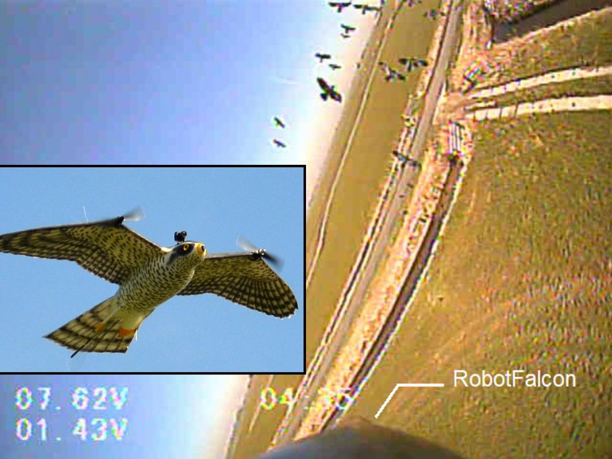 鸟群的相机视图。插图显示一只头戴照相机的机器猎鹰。