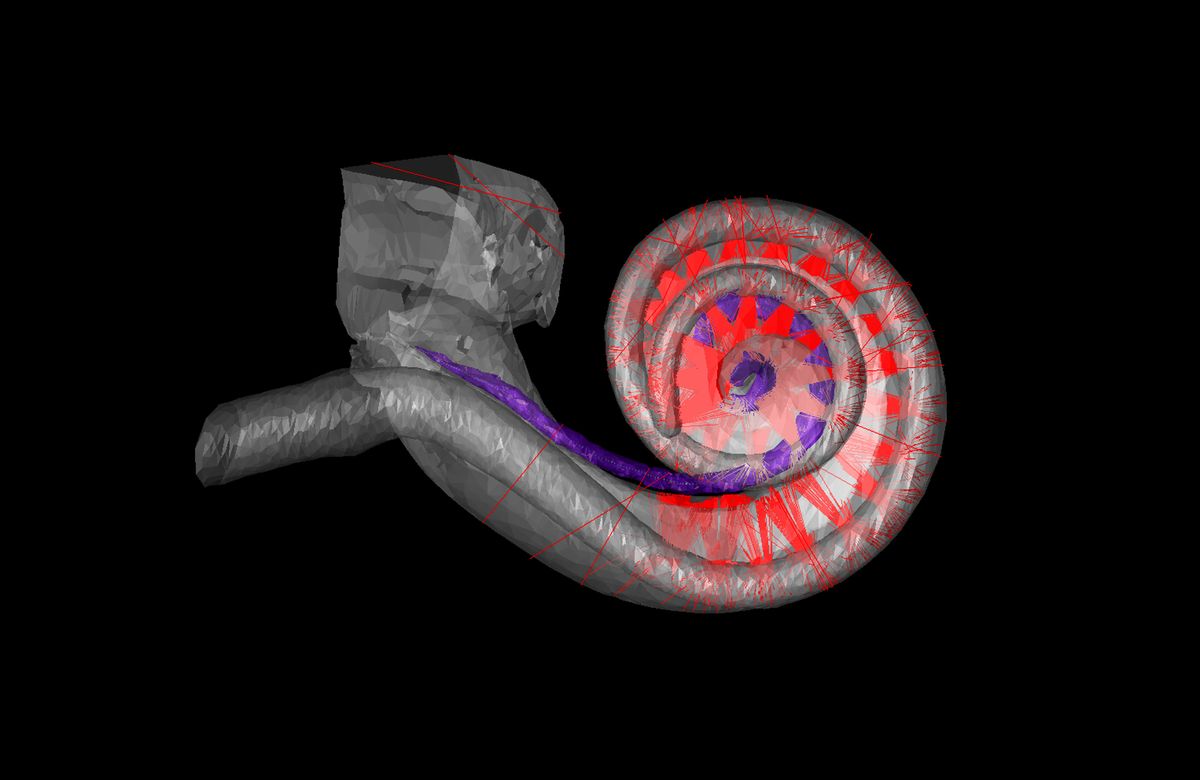 电脑图像显示了一个像蜗牛壳一样卷曲的灰色结构。一条紫色的线穿过它。许多簇较小的红线分散在整个卷曲的结构中。