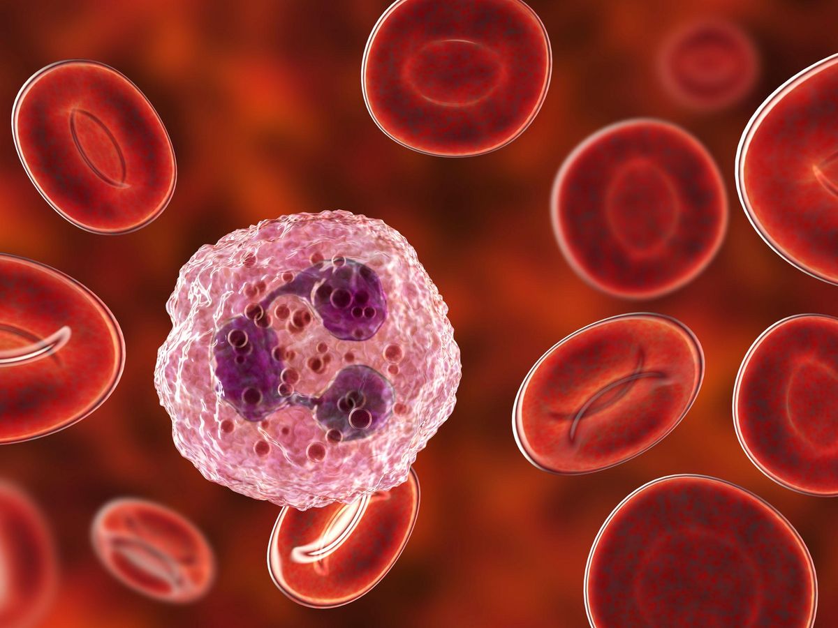 中性粒细胞和血细胞的显微图像
